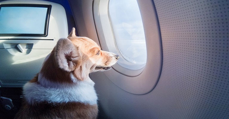 Viajando com segurança com cães e gatos