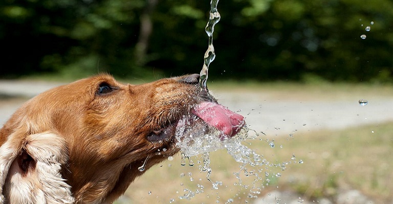 Cuidados com cães e gatos no clima seco