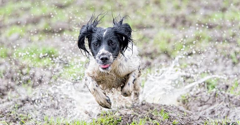 Veterinário dá dicas para cuidar da saúde de cães e gatos no período chuvoso