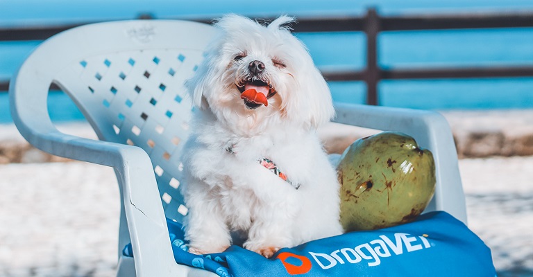 Clima quente exige cuidado redobrado com os pets