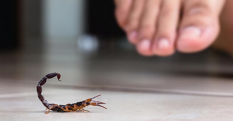 Escorpiões atacam mais no calor: dicas para evitar acidentes