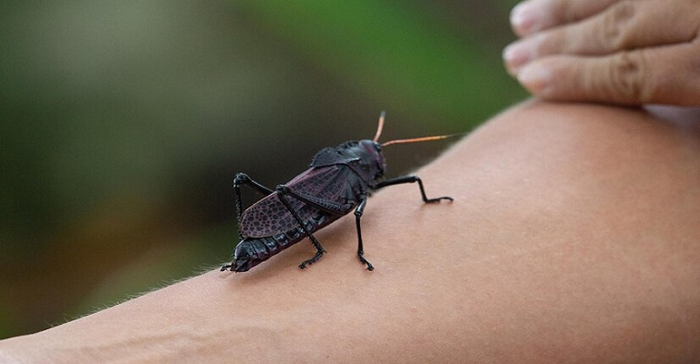 Ferroadas de insetos: quando é preciso procurar atendimento médico?