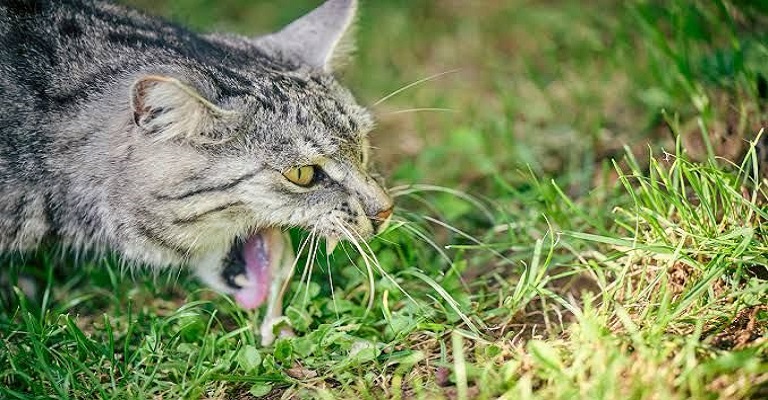 Quando o vômito do seu gato é perigoso?