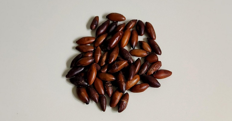 Popularização da castanha de baru garante sua cadeia de valor