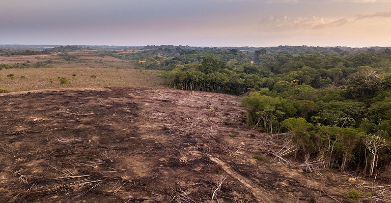 Amazônia: desmatamento dispara 92% em maio