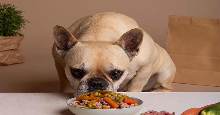 Obesidade em pets no Brasil: dados e conscientização