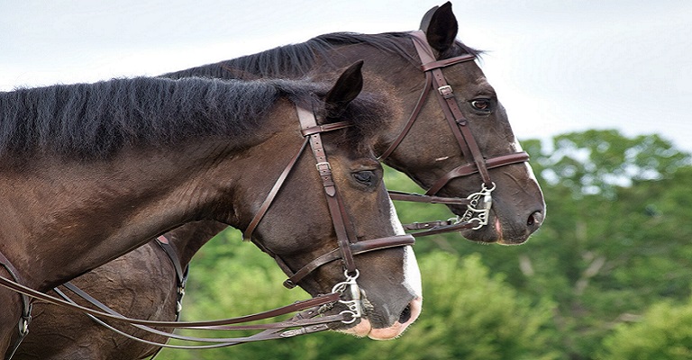 Mortes de cavalos por ração contaminada: alerta no Brasil