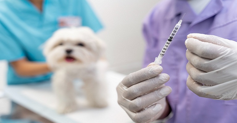 Vacinação: escudo vital para cães e gatos