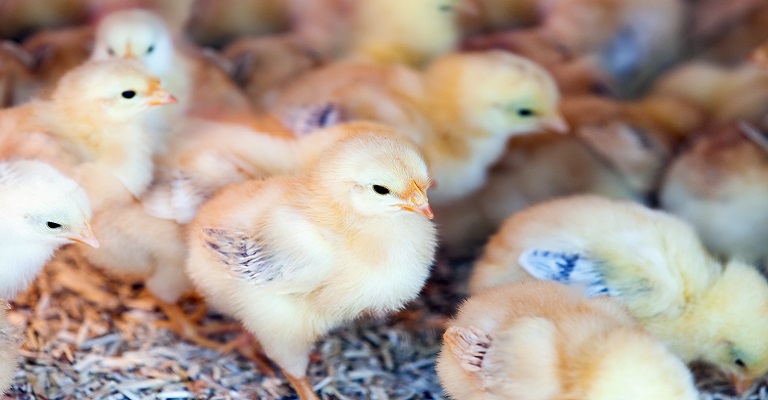 Brasil adota tecnologia que evita descarte de pintinhos