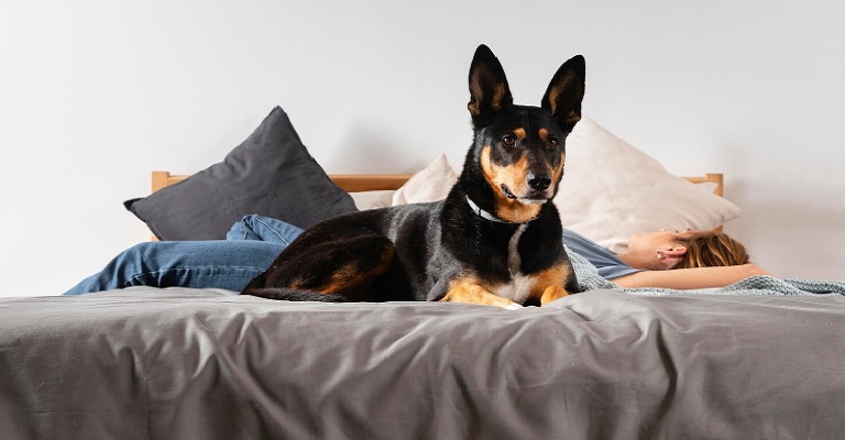 Como escolher hotel para seu pet e evitar dores de cabeça