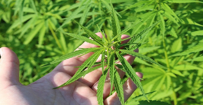Embrapa e a cannabis medicinal: um passo que pode mudar o setor